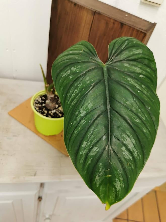 Plowmanii Philodendron - Live Plant in a 2 Inch Pot - Rare and Elegant Indoor Houseplant