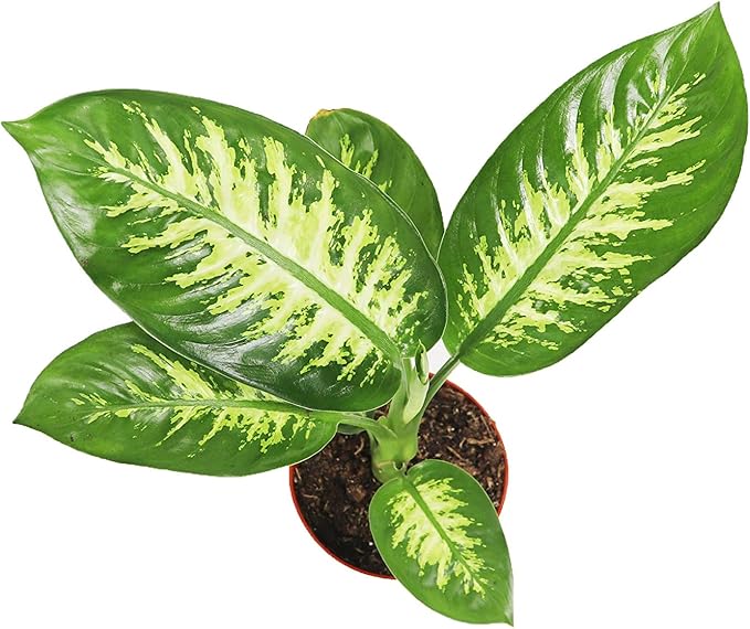 Dieffenbachia Compacta (Tropical Snow or Alfredo) - 6'' from California Tropicals