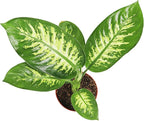 Dieffenbachia Compacta (Tropical Snow or Alfredo) - 6'' from California Tropicals