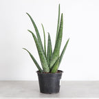 Thorsen's Greenhouse Aloe Vera, Live Indoor Plant, Aloe barbadensis, Easy to Grow, Succulent, Natural Air Purifier, 6" Diameter Pot (Nursery Pot)