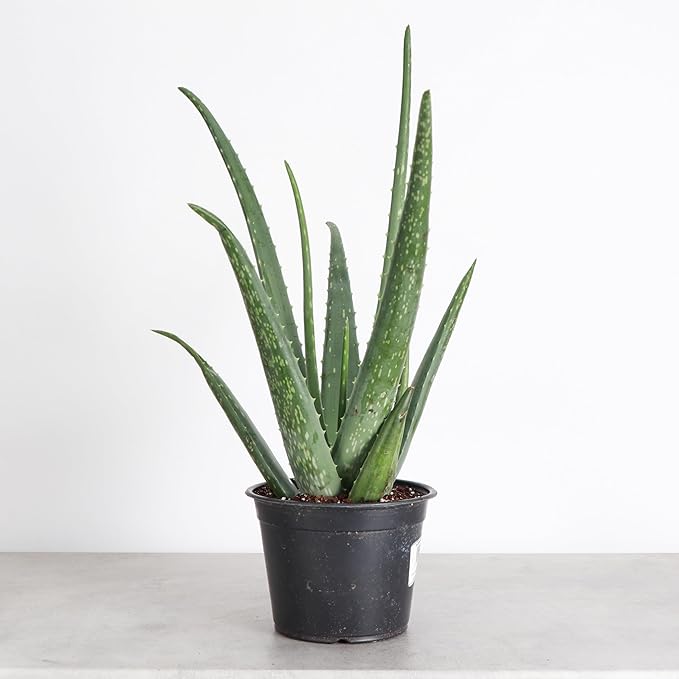 Thorsen's Greenhouse Aloe Vera, Live Indoor Plant, Aloe barbadensis, Easy to Grow, Succulent, Natural Air Purifier, 6" Diameter Pot (Nursery Pot)