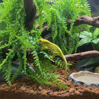 PINVNBY 8 PCS Reptile Plants Terrarium Decor Hanging Fake Vines with Suction Cup Artificial Leaves Bearded Dragon Tank Accessories for Lizards Geckos Snake Hermit Crab