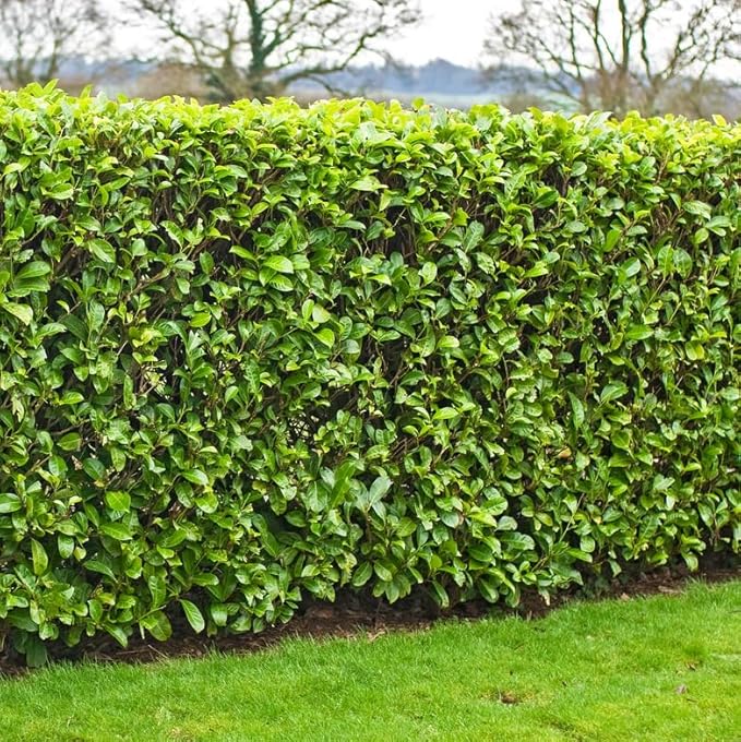 2 Carolina Cherry Laurel Shrubs - 4-6" Tall Live Plants - 3" Pots - Laurel Bush/Hedge Seedlings - Prunus caroliniana - (2 Pack)