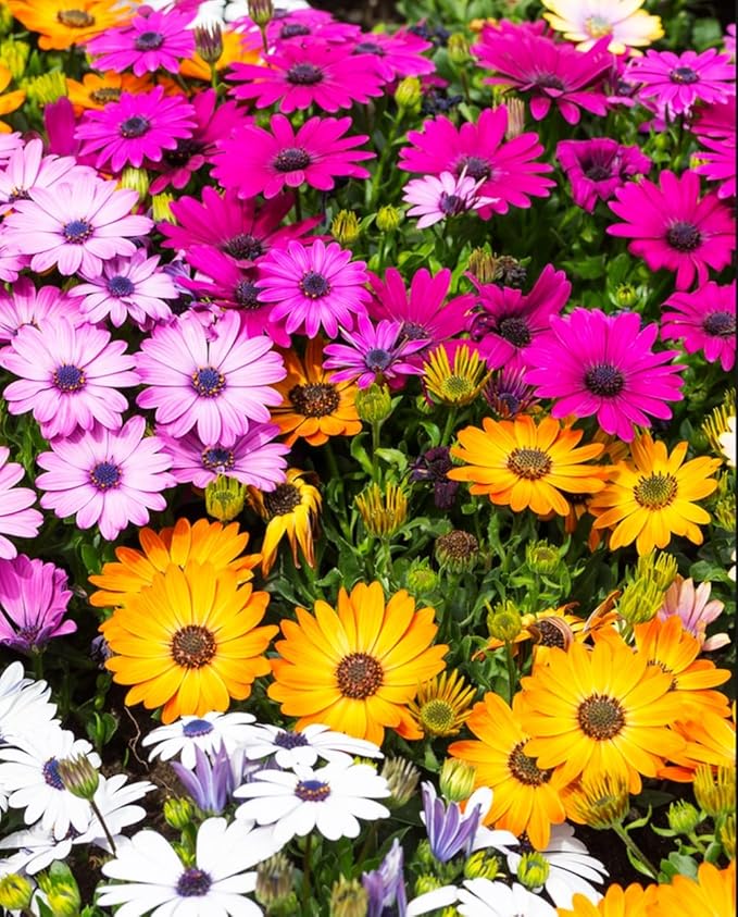 African Daisy Seeds - 50 Pcs Mix Osteospermum Perennial Flower Seeds for Planting Outdoors with Long-Lasting Blooms,