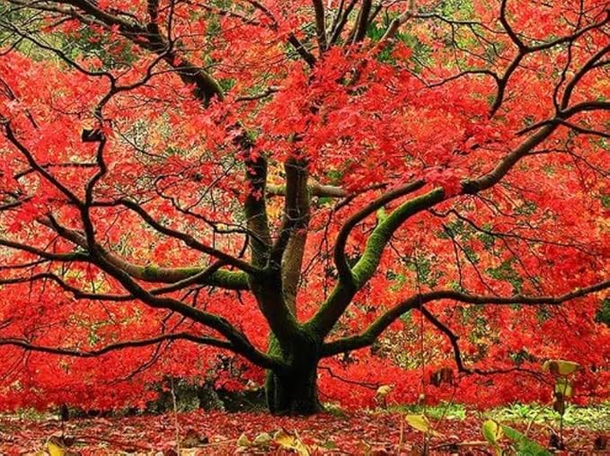 2 Red Japanese Maple Trees – Live Plants, 2-3 Ft Tall, Stunning Foliage - 2 Pack
