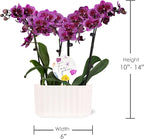 Wild Interiors Green Circle Growers 6" Double Mini Dark Purple Orchids in White Memphis Floramx Planter – Live Orchid Arrangement, Elegant Indoor Flowering Plant Gift