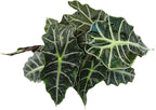 Altman Plants 'Polly' Alocasia Live Plant Decor in 6 Inch White Plastic Plant Pot, Elephant Ear Plant Gift & Desk Plant, Easy Plant & Indoor Plant, Air Purifying Plants in Indoor Potting Soil Mix