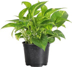 Thorsen's Greenhouse Golden Pothos, Live Indoor Vining Plant, Easy to Grow, Variegated Houseplant, Natural Air Purifier (Nursery Pot, 6-inch Pot)