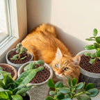 Sadnyy 6 Pcs 11.8 Inch Plant Pot Grids Brown Indoor Plant Protector from Cats Animals Soil Covers Scat Deterrent Mat with Spikes for Outdoor Garden Pot Protection