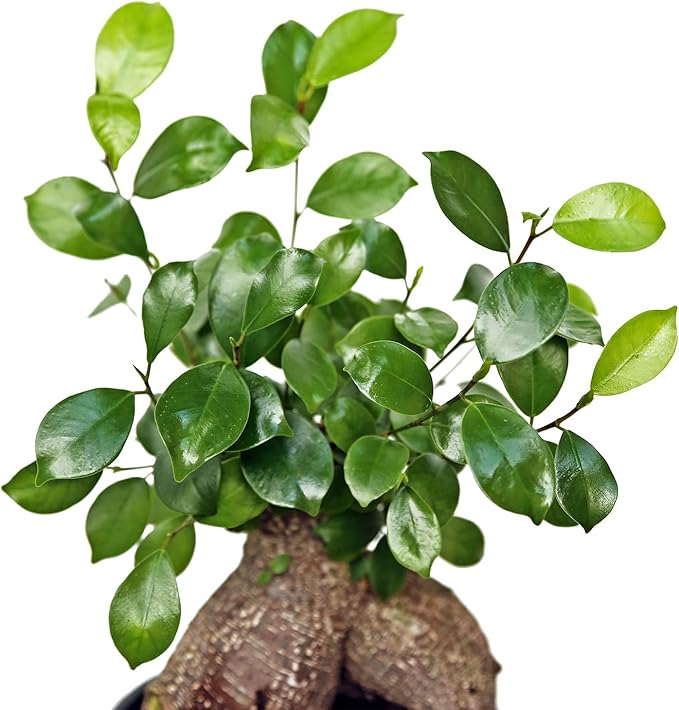 Live Ginseng Ficus, Ficus Retusa, Taiwan Ficus, Banyan Fig, Bonsai Houseplant, Birthday Gift, Housewarming Gift for The Home, Plant Lover Gift, Live Potted Houseplant in 6" Pot