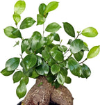 Live Ginseng Ficus, Ficus Retusa, Taiwan Ficus, Banyan Fig, Bonsai Houseplant, Birthday Gift, Housewarming Gift for The Home, Plant Lover Gift, Live Potted Houseplant in 6" Pot
