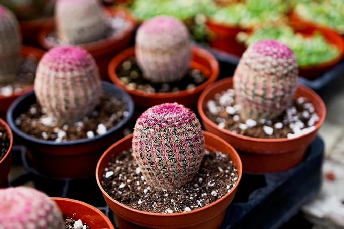 Live Cactus Plants, Fully Rooted Cactus Succulent Plants, Rare Varieties for Gift or Home Decoration (Rainbow Hedgehog Cactus) (4 inch Pot)