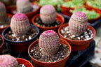 Live Cactus Plants, Fully Rooted Cactus Succulent Plants, Rare Varieties for Gift or Home Decoration (Rainbow Hedgehog Cactus) (4 inch Pot)