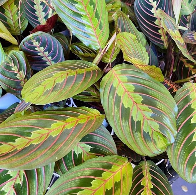 Live Plant, Red Maranta Prayer Plant, Pet Friendly, Air Purifying Plant, Easy Care, Easy to Grow Live Indoor Plant, Houseplant, Rare Indoor Plant, Home Décor 4.7 inch Pot (Black)