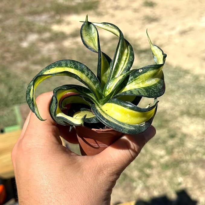 Sansevieria Trifasciata Spiral Live Plant | Snake Plant Cutting | House Plants for Beginner | Mother in Law Tongue Indoor Houseplants Gifts (Heat Pack Included)