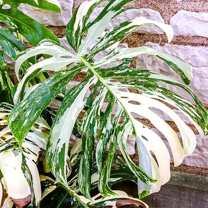 Monstera Plant Live, Rare Tropical Monstera Well Rooted, Live Philodendron Indoor Houseplant 4-8 Inches Ready to Grow (Variegated White Monstera)