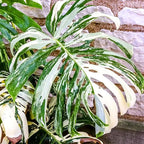 Monstera Plant Live, Rare Tropical Monstera Well Rooted, Live Philodendron Indoor Houseplant 4-8 Inches Ready to Grow (Variegated White Monstera)
