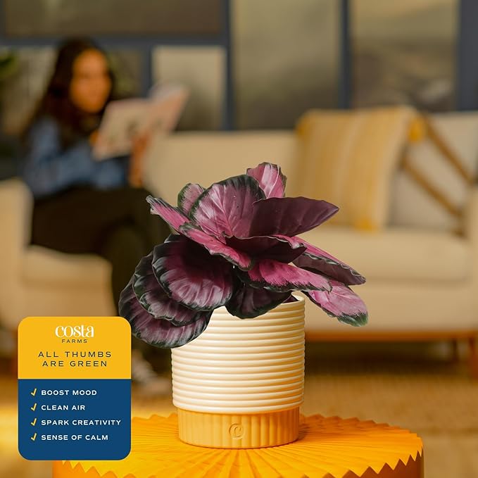 Costa Farms Calathea Live Plant in Decorative Pot, Indoor Houseplant, Perfect for Home, Room, or Office Decor, Great House Warming or Birthday Gift, 12-18 Inches Tall