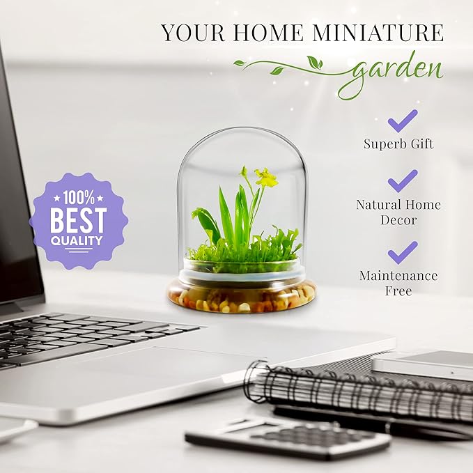 Bloomify Dancing Orchid Terrarium – Live Orchid Plants in Glass Terrarium with Sundew Moss – No Maintenance Orchid Plant Psygmorchis Pusilla – Self-Sustaining Miniature Live Orchid