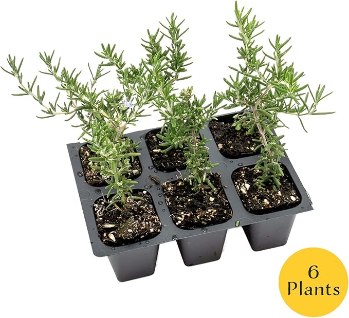 6 Creeping Rosemary in 2.5” Nursery Cubes (Rosmarinus officinalis ‘Prostratus’) | Evergreen Aromatic Groundcover Herb for Rock Gardens, Walls & Containers | Ready-to-Plant Live Starter Plants