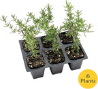 6 Creeping Rosemary in 2.5” Nursery Cubes (Rosmarinus officinalis ‘Prostratus’) | Evergreen Aromatic Groundcover Herb for Rock Gardens, Walls & Containers | Ready-to-Plant Live Starter Plants