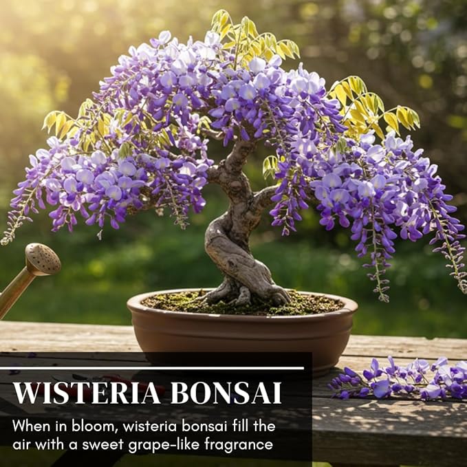 Bonsai Tree Chinese Wisteria Tree Seeds, 10 Pack - Highly Prized Flowering Bonsai, Wisteria sinensis - 10 Seeds to Grow