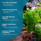 SubstrateSource Live Aquarium Stem Plants - Freshwater Aquatic Plant for Fish Tanks, Aquascaping - (Water Wisteria Hygrophila Difformis, 4 Bunches)
