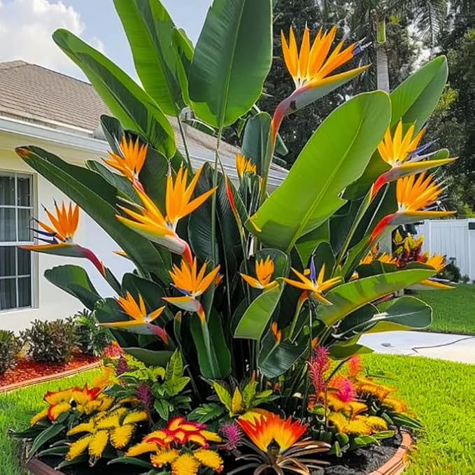 Bird of Paradise Plants - Live Tropical Ornamental Houseplant, 6-8" Indoor and Outdoor Planting, Zones 9-11 (Orange)