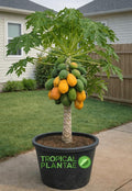 Papaya Tree Seedling (Carica Papaya) – Live Tropical Fruit Plant – Fast Growing – USDA Certified