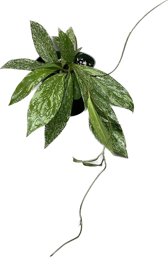 Hoya Publicalyx Splash Red Button - Hoya Plant - Air Purifying Plant - Pet Friendly Plant - Hoya Plants Live Houseplants - Wax Plant (1-2 Plants, 4" Pot)