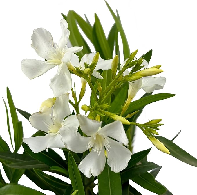 Hardy White Oleander – 3 gal - White Flowers on a Large Evergreen Shrub with a Tropical Appeal – Zones 8-10 - Nerium Oleander 'Hardy White' - 3 Gallon Pot