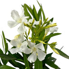 Hardy White Oleander – 3 gal - White Flowers on a Large Evergreen Shrub with a Tropical Appeal – Zones 8-10 - Nerium Oleander 'Hardy White' - 3 Gallon Pot