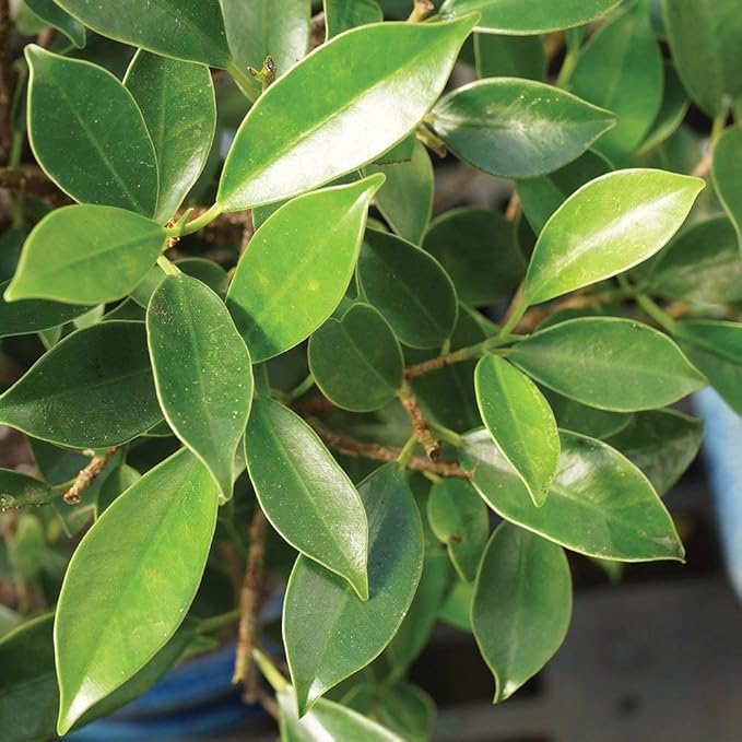 Brussel's Bonsai - Live Golden Gate Ficus Bonsai Tree in Ceramic Bonsai Pot, Indoor Bonsai Plant, 7 Years Old, 8-16 Inches Tall, Easy Care Houseplant for Home or Office (Medium, Green)