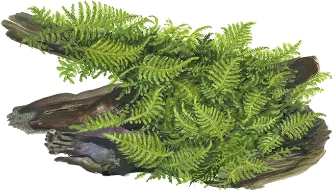 Christmas Moss (Vesicularia montagnei) - 4 oz Live Aquarium Plant, Lush Green Carpet for Freshwater Tanks, Easy to Grow & Maintain