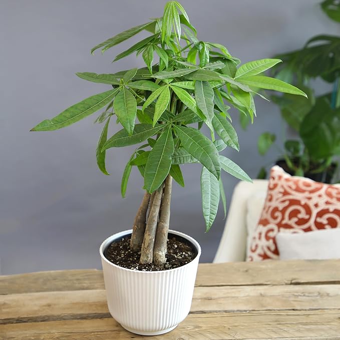 Altman Plants Money Tree Plant Decor (Approx. 1.5 Feet Tall) with 6 Inch White Plant Pot, Pet Friendly Plants, Easy Plant Gift, Easy to Grow House Plant & Desk Plant in Indoor Plant Potting Soil Mix