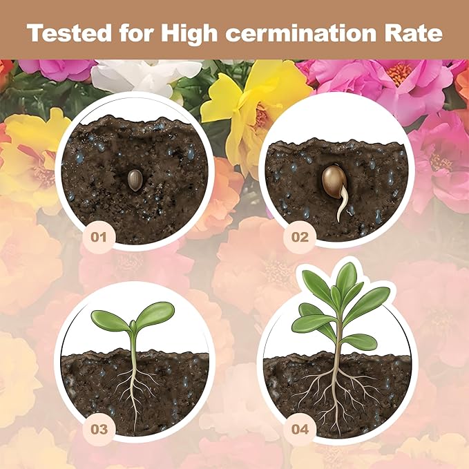 15000+ Portulaca Grandiflora Moss Rose Seeds Mixed Color Spreading for Planting Mexican Sun Rose Rock ROS Heat & Drought Tolerant Ground Cover Plant