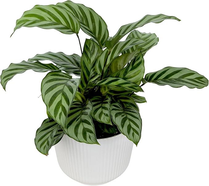 Plants for Pets Peacock Calathea 'Freddie', Pet Friendly Prayer Decor in 6" White Pot, Live Houseplant Gift, Cat Safe, Decorative Desk House Plants by Plants for Pets