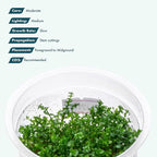 SubstrateSource Live Plant - Gratiola viscidula - Foreground to Midground Stem with Fine Leaves, Snail-Free in Vitro Aquarium Plant - Tissue Culture