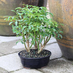 Brussel's Bonsai Live Hawaiian Umbrella Indoor Bonsai Tree - 3 Years Old; 7" to 10" Tall with Decorative Container