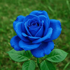 120+ Exotic Rose Seeds for Planting Hybrid Rare Rose Seeds Perennial Shrub Garden Yard Potted Decoration