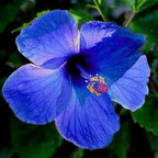 200+ Hibiscus Flower Seeds for Planting - Fresh Perennial Exotic Plant Bonsai Seeds Giant Flower Tropical Potted Plants Seeds Non-GMO Heirloom Seeds