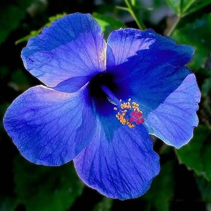 200+ Hibiscus Flower Seeds for Planting - Fresh Perennial Exotic Plant Bonsai Seeds Giant Flower Tropical Potted Plants Seeds Non-GMO Heirloom Seeds