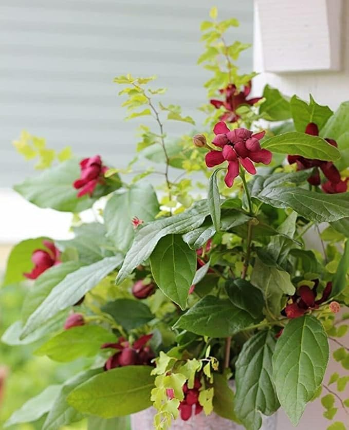 5 Carolina Allspice Bushes (Sweet Shrubs) - 12-18" Tall Live Plants - Fragrant Flowers - Hedge Seedlings - Calycanthus floridus