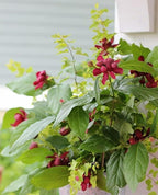 5 Carolina Allspice Bushes (Sweet Shrubs) - 12-18" Tall Live Plants - Fragrant Flowers - Hedge Seedlings - Calycanthus floridus