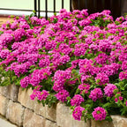 3 Pink Verbena Plants Live, Hardy Perennial Flower, 4-8 Inches Tall, Outdoor Garden Plant