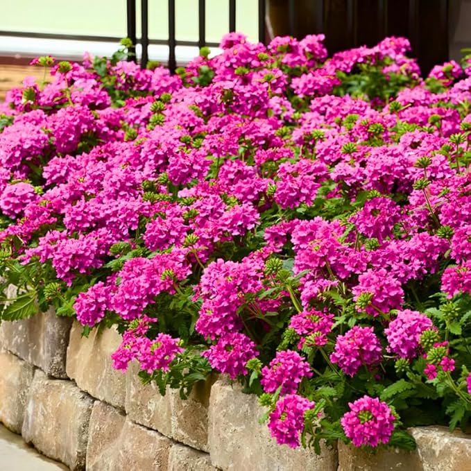 3 Pink Verbena Plants Live, Hardy Perennial Flower, 4-8 Inches Tall, Outdoor Garden Plant