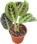 Red Prayer Plant, Live Indoor Houseplant in 4 Inch Pot, Maranta with Colorful Striped Leaves