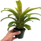 ragnaroc Live Plants – Bromeliad Vrisea Fenestralis, 4-8" in 4" Pot - 1ct - Live Arrival Guaranteed - House Plants for Home Decor & Gift