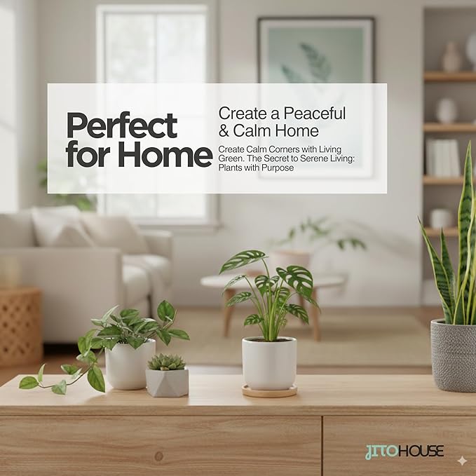 Monstera Adansonii Swiss Cheese - Live Full Size Indoor Plants Houseplants, Air Purifier Indoor Plants | Real Plants Decor for Living Room, Office, Desk & Bathroom, Easy Low Maintenance - JitoHouse
