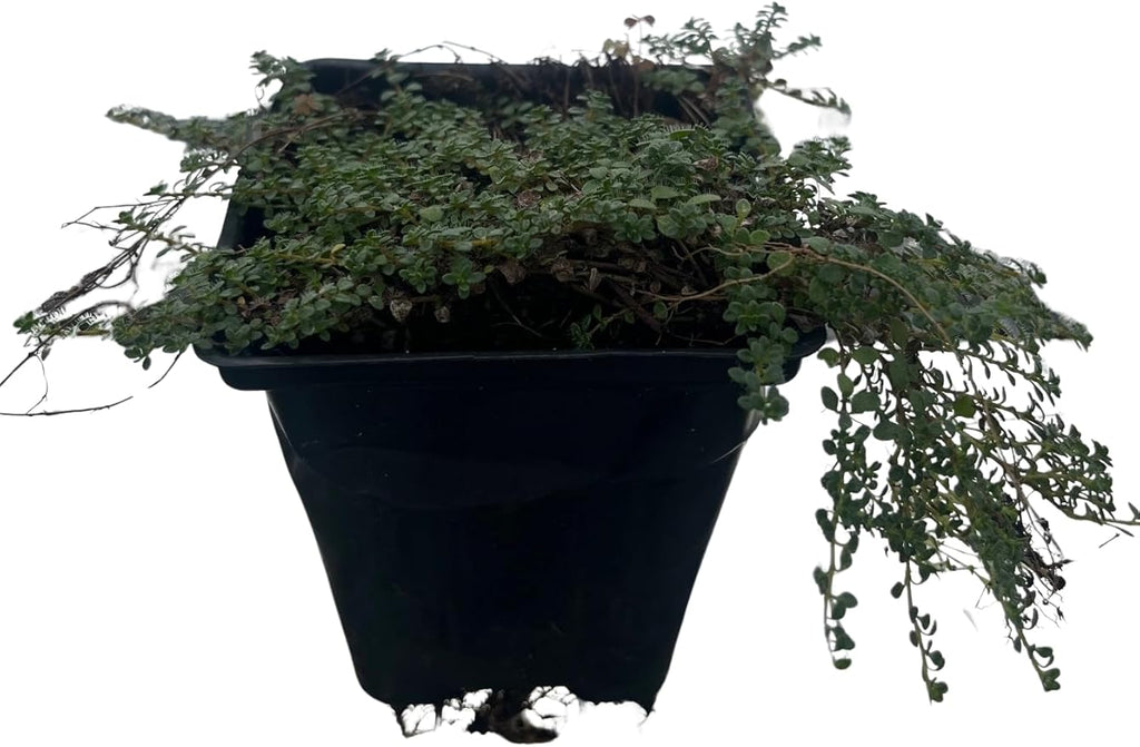 Elfin Thyme Plant - Thymus Minus - World's Smallest Thyme - Live Plant - 3" Pot